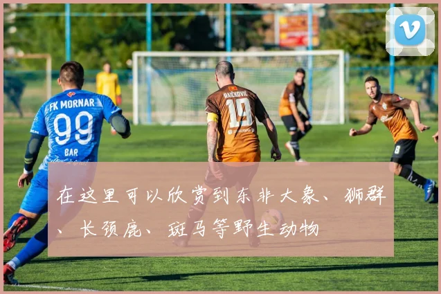 在这里可以欣赏到东非大象、狮群、长颈鹿、斑马等野生动物